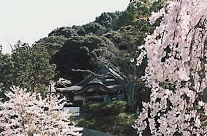 般若寺／さくら