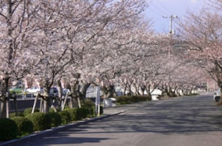 熊川河畔／さくら