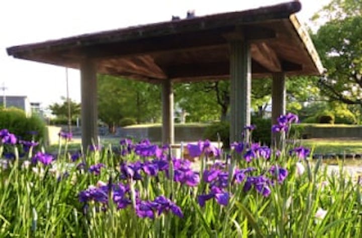 助任緑地の花しょうぶ