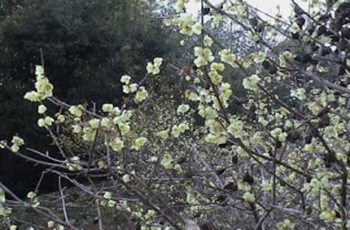 文化の森総合公園のロウバイ