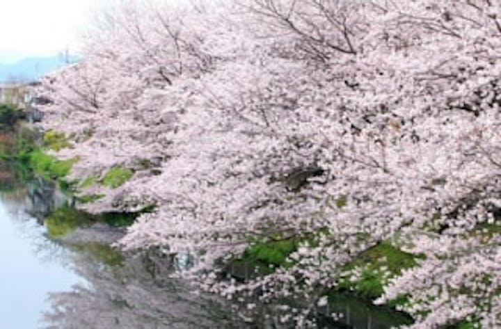 袋井用水の桜