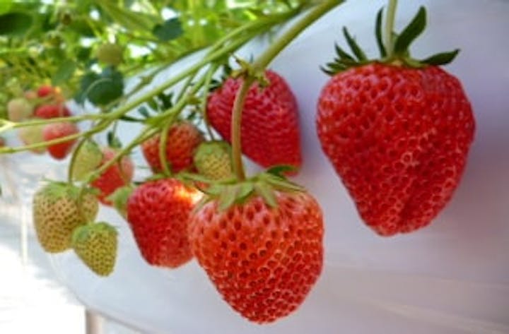 フルーツガーデン山形