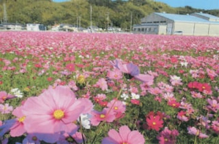 阿南市那賀川北岸のコスモス