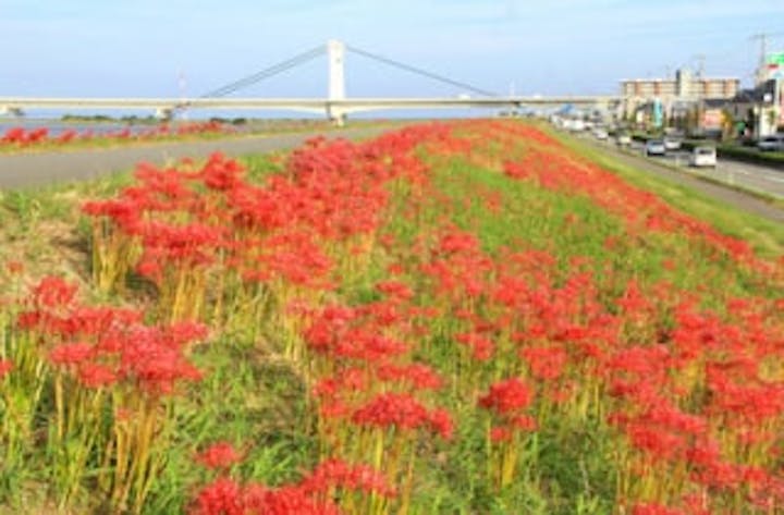 しらさぎ大橋の彼岸花 アソビュー