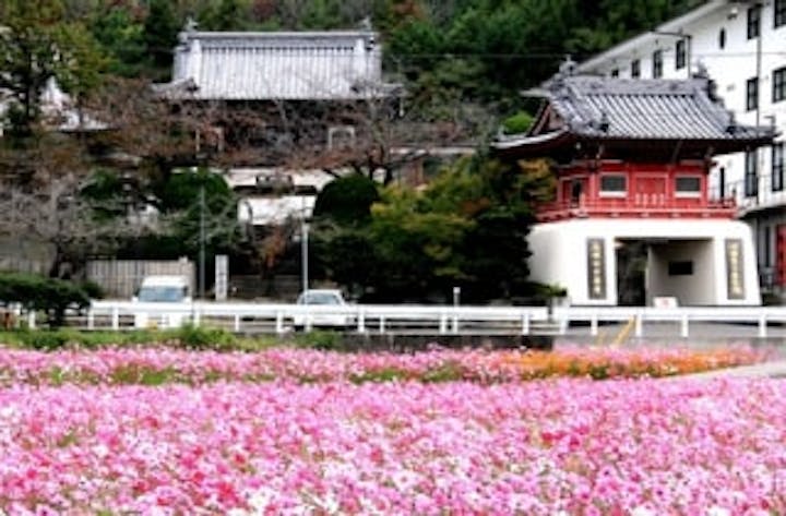 十楽寺前のコスモス