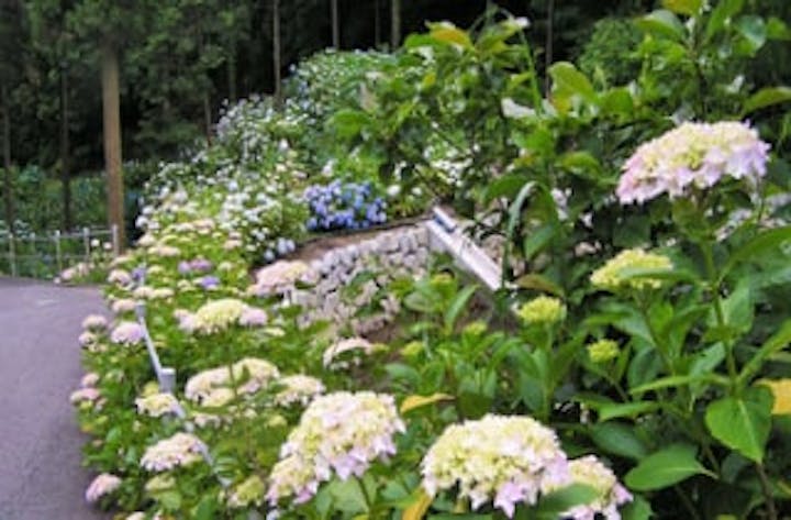 熊谷寺のあじさい