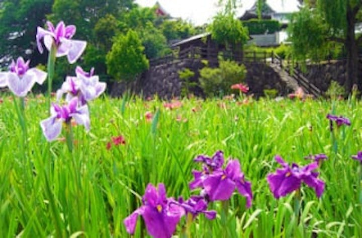 寺町公園の花菖蒲