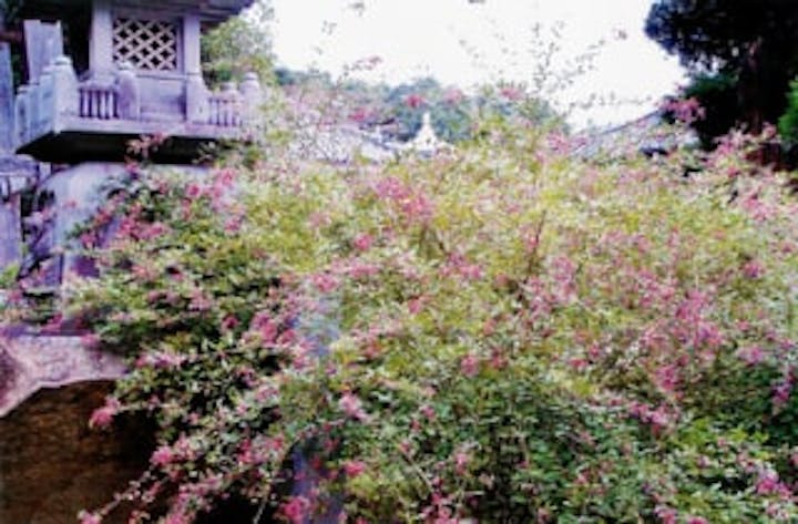 最明寺の萩の花