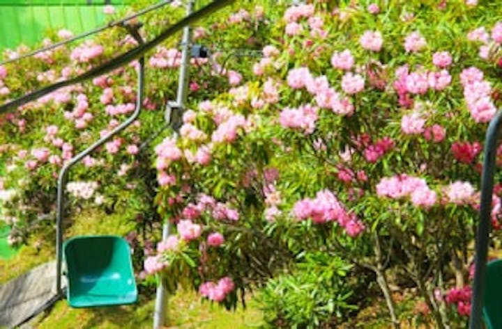 剣山観光登山リフトのしゃくなげ