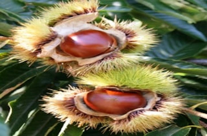 伊藤観光くり園