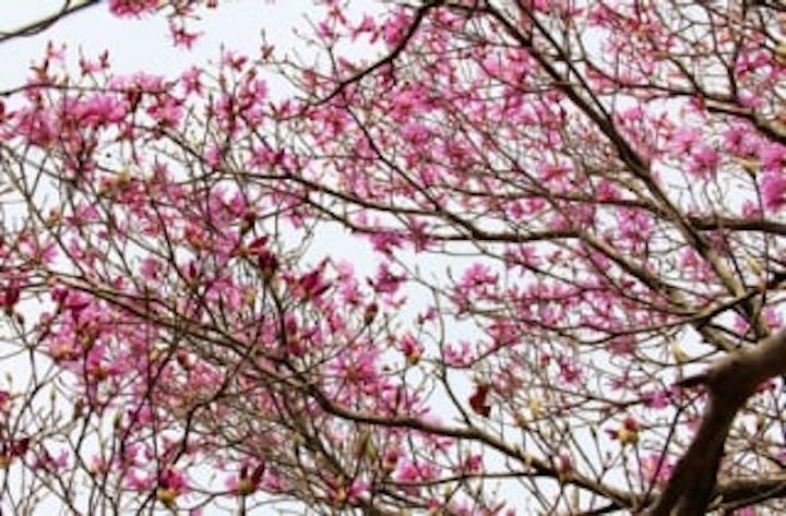 大川原高原の阿波みつばつつじ