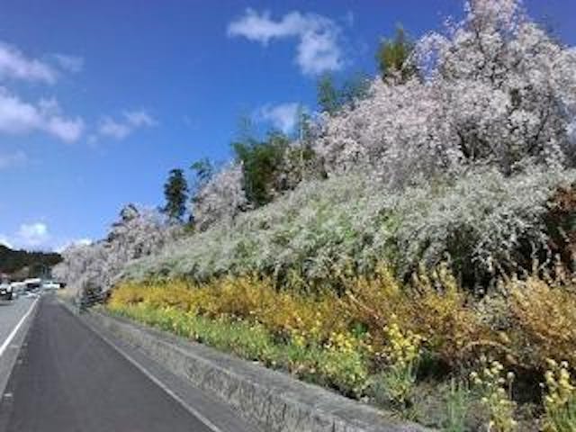 神山さくら街道