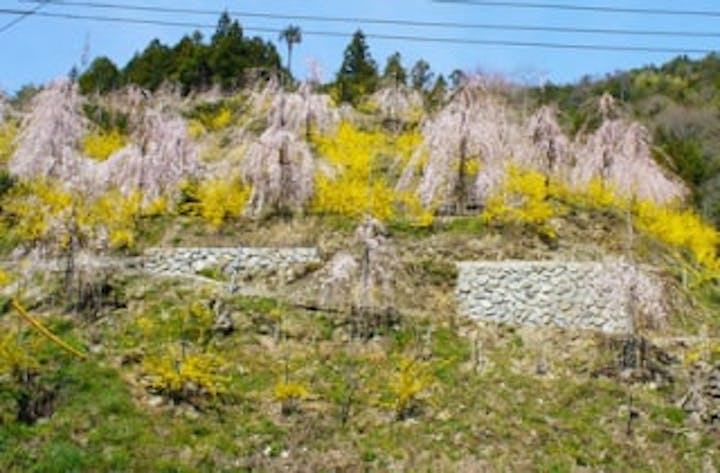 ゆうかの里の桜