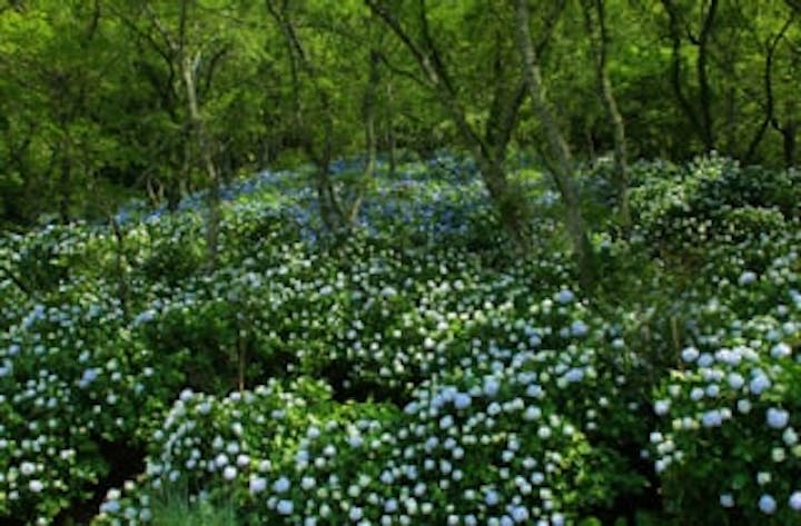 川口ダムのあじさい