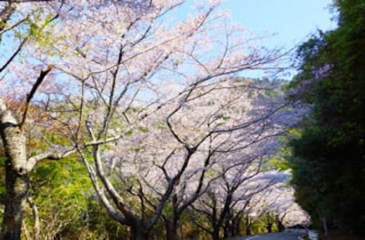 阿部・桜街道