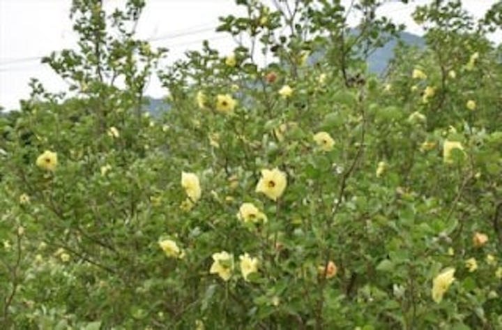 田井川河口・ハマボウ群生地