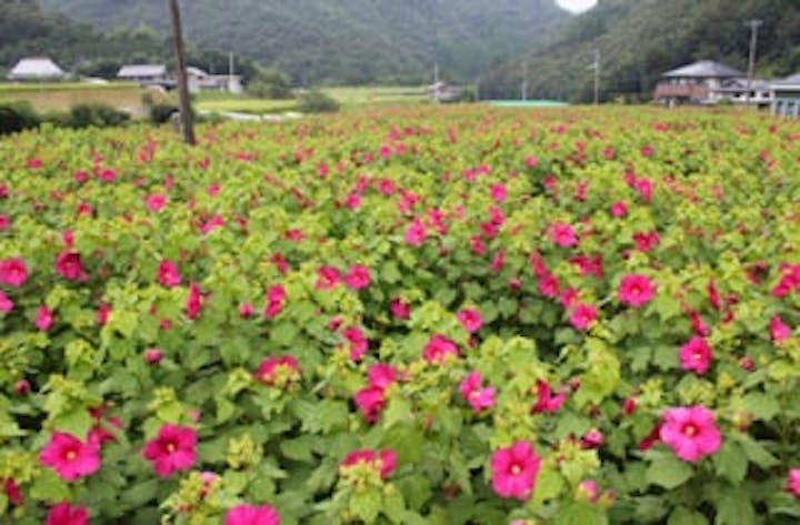 芙蓉の郷　白沢村