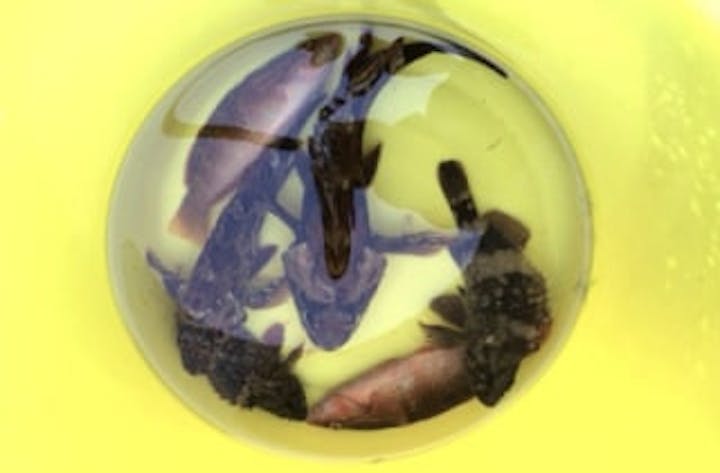 美波町てぶらでフィッシング（釣り）