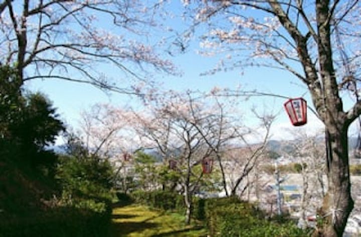 妙見山の桜（海陽）