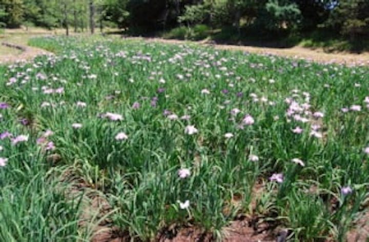 南阿波ピクニック公園の花菖蒲