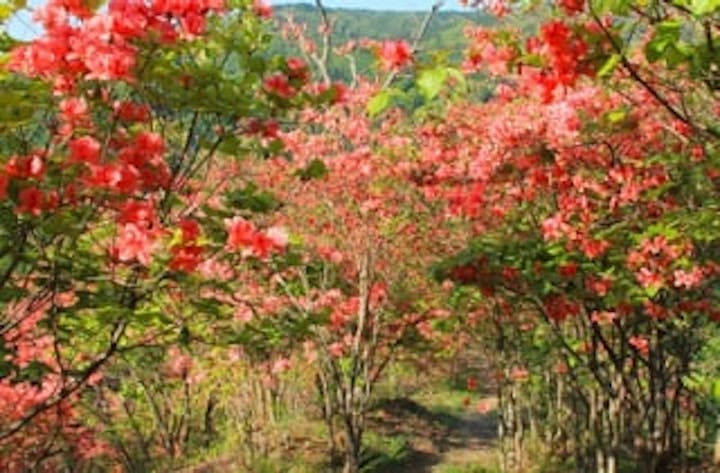 山つつじの里萩生のオンツツジ・ミツバツツジ