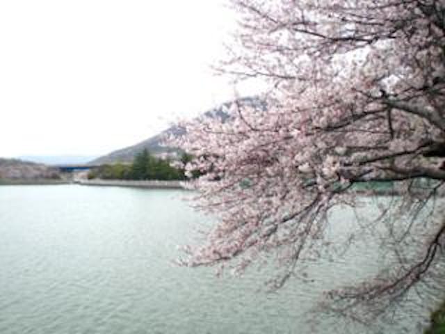 鎌田池の桜並木