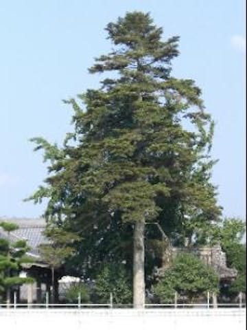 品福寺のラカンマキ