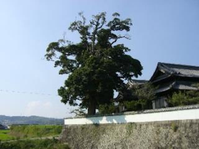 細川邸のタブノキ