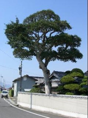 橋田邸のクロガネモチ