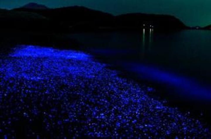 【2020年中止】海ほたる鑑賞会