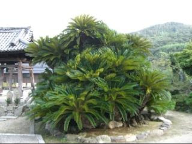 香蔵寺のソテツ