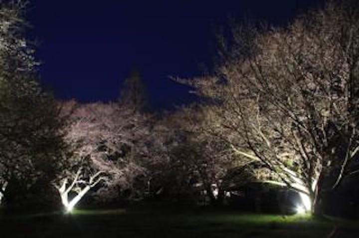 【2020年中止】紫雲出山桜ライトアップ