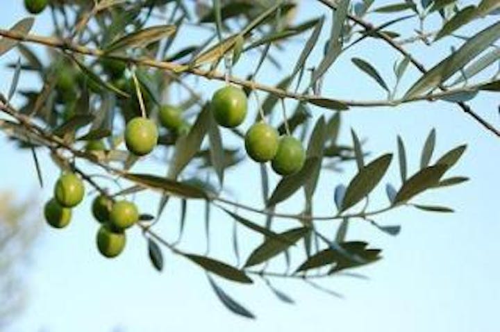 オリーブ収穫祭