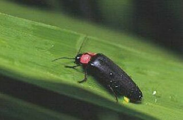 矢落川のゲンジボタル