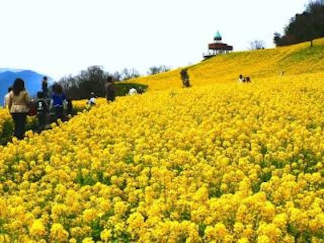 【2021中止】翠波高原 菜の花まつり