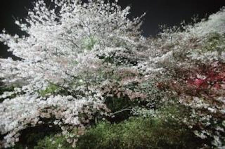 南レク大森山桜園