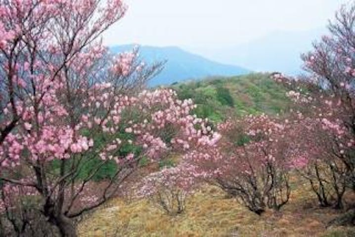 足摺宇和海国立公園篠山