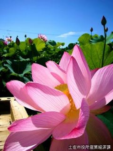 蓮池ハスまつり