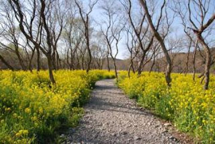 四万十川花紀行〜菜の花まつり〜