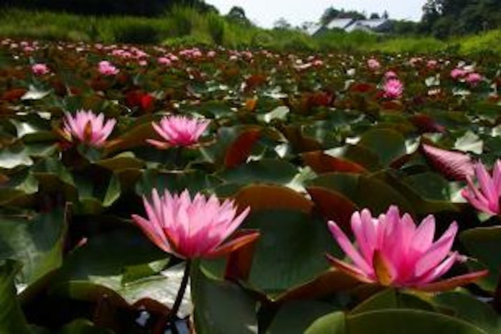 〜四万十川花紀行〜　トンボ自然公園　睡蓮まつり