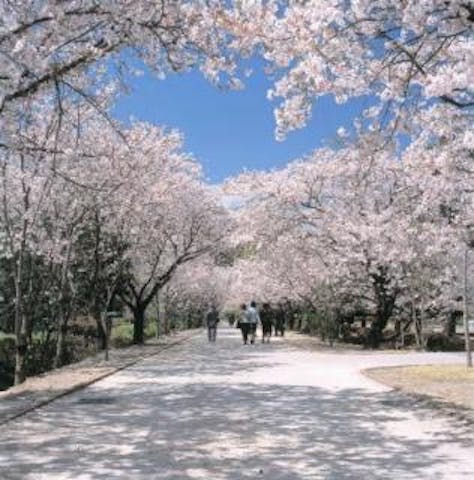 鏡野公園の桜