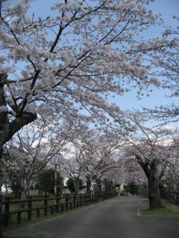丸山公園ソメイヨシノ