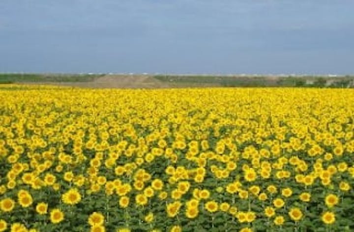 【2021年未定】柳川ひまわり園