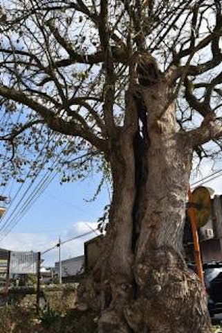 山内のチシャノキ