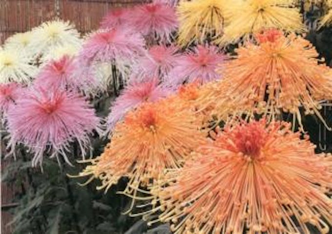 西日本菊花大会