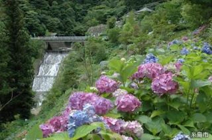 【2021年　中止】白糸の滝あじさい祭り