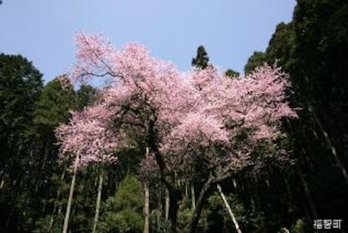 虎尾桜