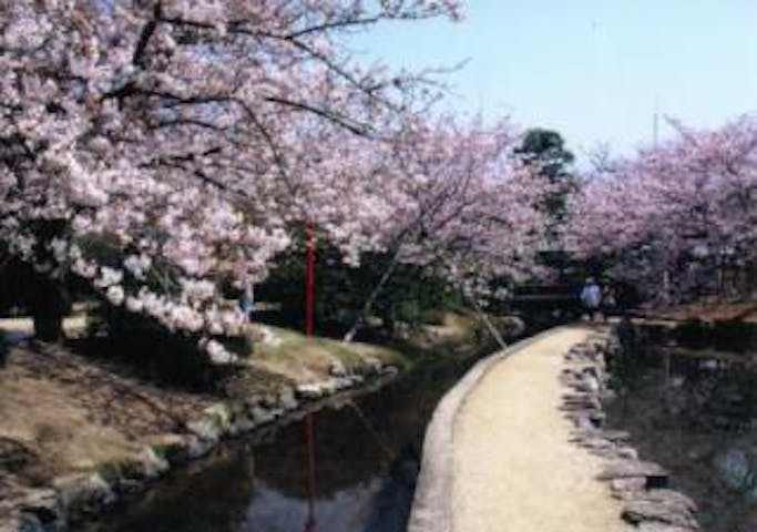神野公園の桜