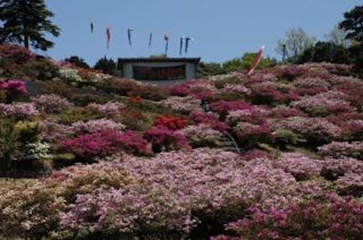 竹の古場公園のツツジ