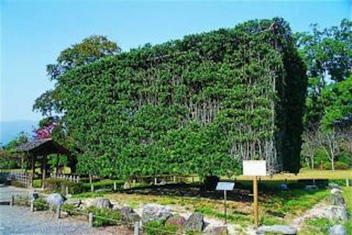 小城公園の大角槙